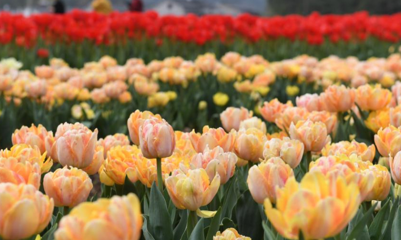 This photo shows tourists enjoying the view of tulips in Wujiang Village of Hangping Town in Pujiang County, Jinhua, east China's Zhejiang Province, March 28, 2023. Recently, 100 mu (about 6.67 hectares) of tulips in full bloom have attracted many sightseers. Developed by people who returned to their hometown to start businesses, this idle land was transformed into tulip fields and open for visitors for free. Order services for fresh flowers are also available to boost local farmers' income. (Xinhua/Weng Xinyang)