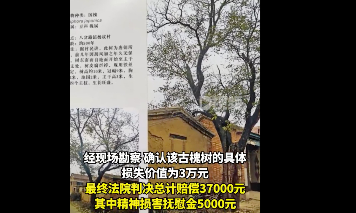 A driver who hit 500-year-old tree is fined 37,000 yuan by court. Photo:web