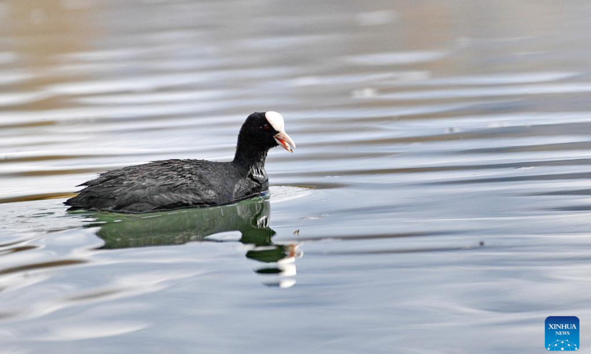 This photo taken on March 30, 2023 shows a eurasian coot at the Lhalu wetland in Lhasa, southwest China's Tibet Autonomous Region. Photo:Xinhua