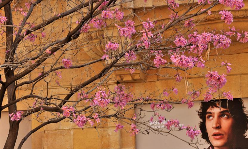 This photo taken on March 26, 2023 shows a blossoming Tabebuia rosea tree in downtown Beirut, Lebanon. (Xinhua/Liu Zongya)