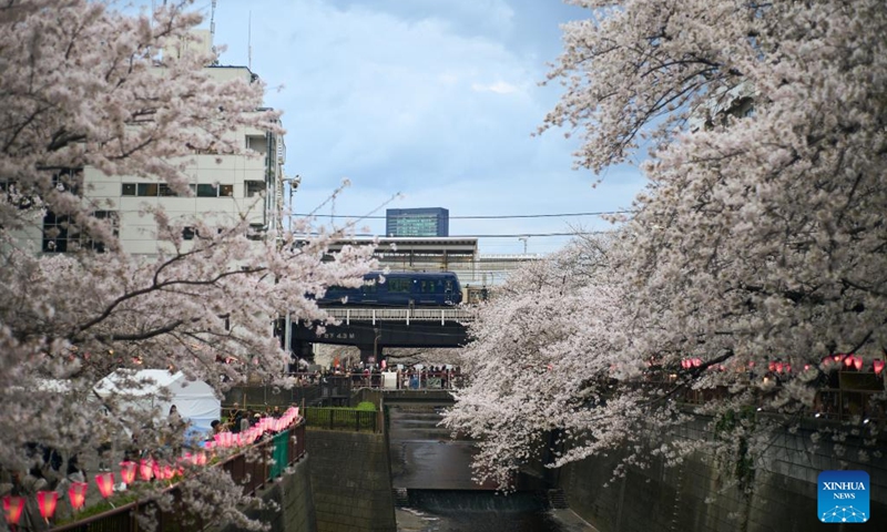 This photo taken on March 27, 2023 shows cherry blossoms along the Meguro River in Tokyo, Japan. (Xinhua/Zhang Xiaoyu)