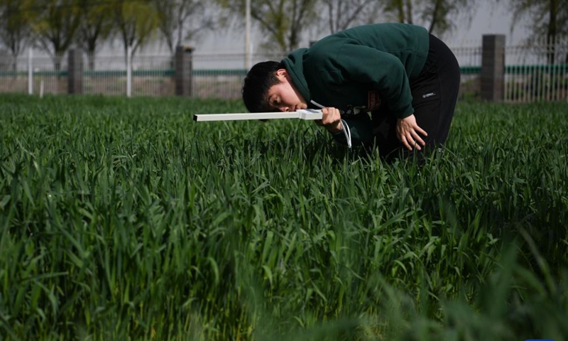 A student of Anhui Agricultural University measures wheat canopy at an agricultural experimental base in Hefei, east China's Anhui Province, March 26, 2023. As spring has come, students of Anhui Agricultural University have been studying and practicing at the university's agricultural experimental base. (Xinhua/Zhang Duan)