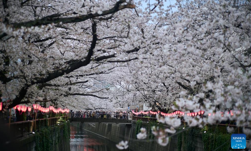 This photo taken on March 27, 2023 shows cherry blossoms along the Meguro River in Tokyo, Japan. (Xinhua/Zhang Xiaoyu)