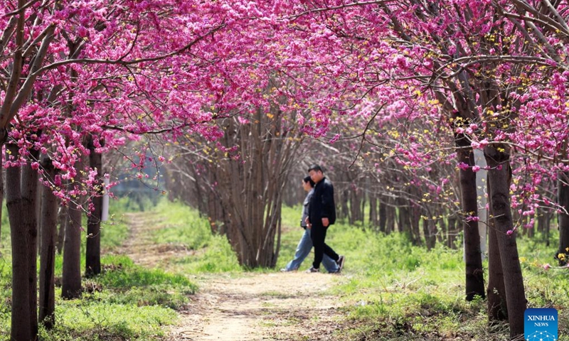 Blooming redbud flowers adorn countryside in C China - Global Times