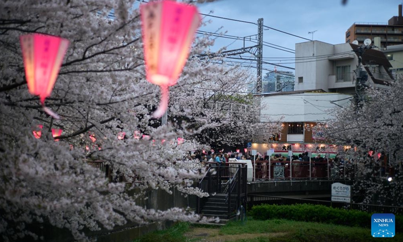 This photo taken on March 27, 2023 shows cherry blossoms along the Meguro River in Tokyo, Japan. (Xinhua/Zhang Xiaoyu)