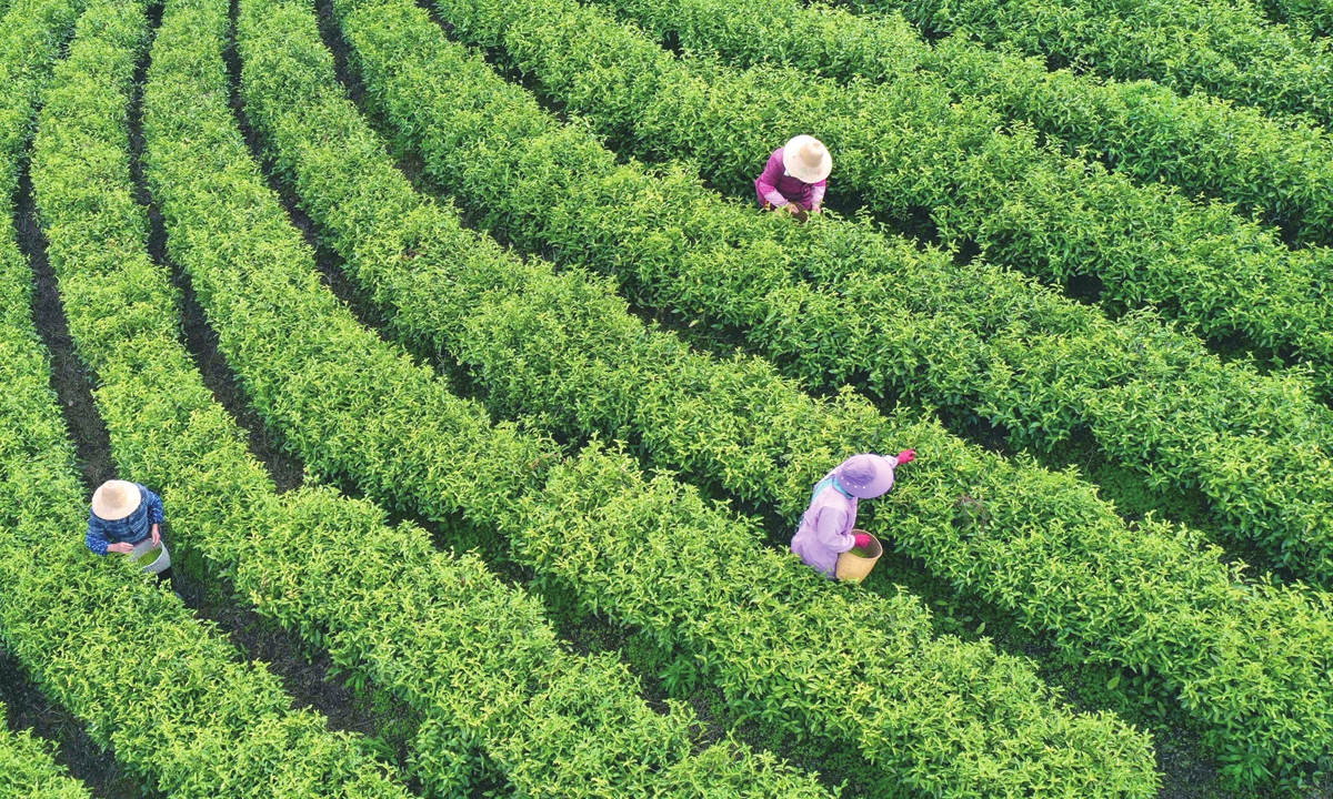 Tea pickers busy at work at Linghua Mountain White Tea Plantation in Ji'an, East China's Jiangxi Province on Wednesday. 
Photo: IC