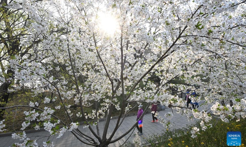 Tourists view cherry blossoms at the Yuyuantan Park in Beijing, capital of China, March 29, 2023.(Photo: Xinhua)