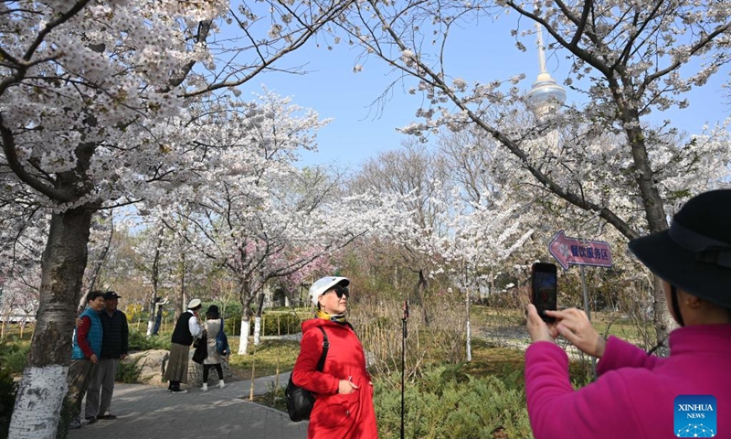 Tourists view cherry blossoms at the Yuyuantan Park in Beijing, capital of China, March 29, 2023.(Photo: Xinhua)