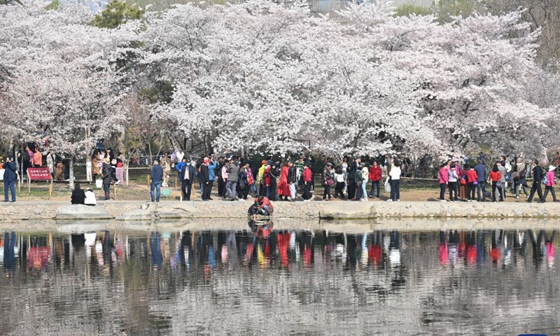 Tourists view cherry blossoms at the Yuyuantan Park in Beijing, capital of China, March 29, 2023.(Photo: Xinhua)