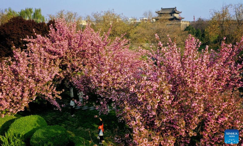 This aerial photo taken on April 1, 2023 shows the scenery of the ancient city wall with blooming flowers in Xi'an, northwest China's Shaanxi Province. (Xinhua/Liu Xiao)