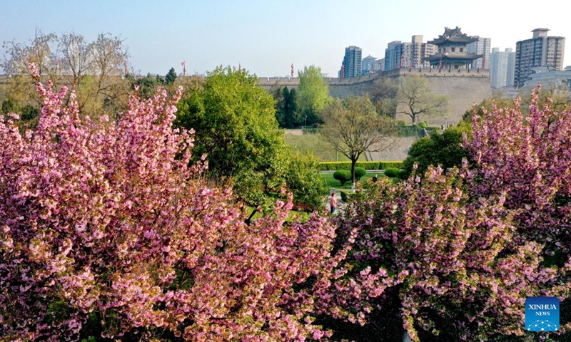 This aerial photo taken on April 1, 2023 shows the scenery of the ancient city wall with blooming flowers in Xi'an, northwest China's Shaanxi Province. (Xinhua/Liu Xiao)