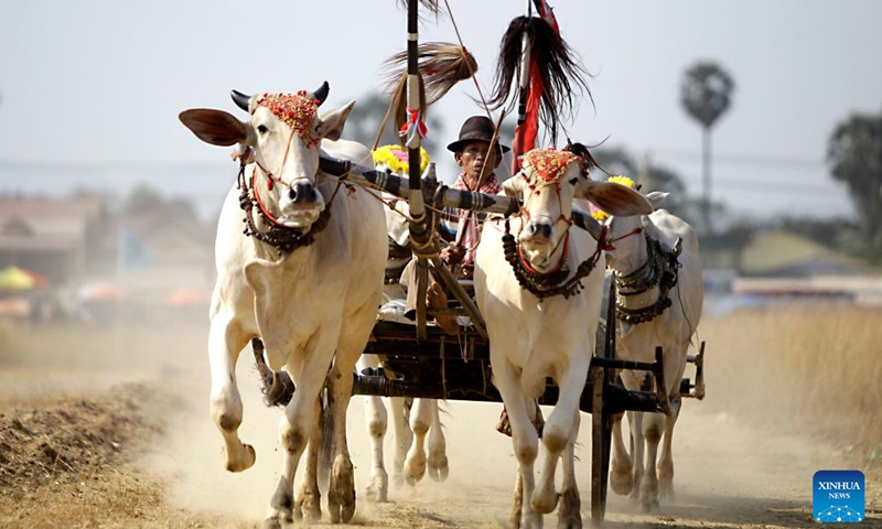 A contestant races his ox-cart in Kampong Speu province, Cambodia, on April 2, 2023. Local villagers hosted a centuries-age tradition of ox-cart racing here on Sunday, attracting hundreds of onlookers.(Photo: Xinhua)