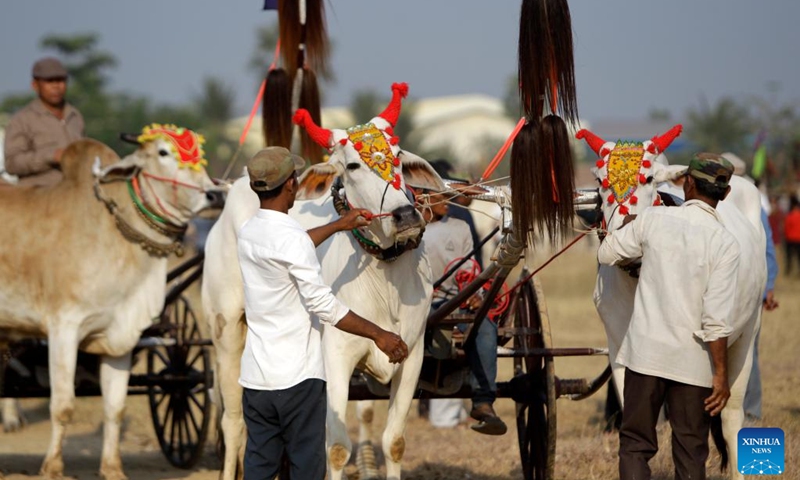 Contestants prepare their oxen for an ox-cart race in Kampong Speu province, Cambodia, on April 2, 2023. Local villagers hosted a centuries-age tradition of ox-cart racing here on Sunday, attracting hundreds of onlookers.(Photo: Xinhua)