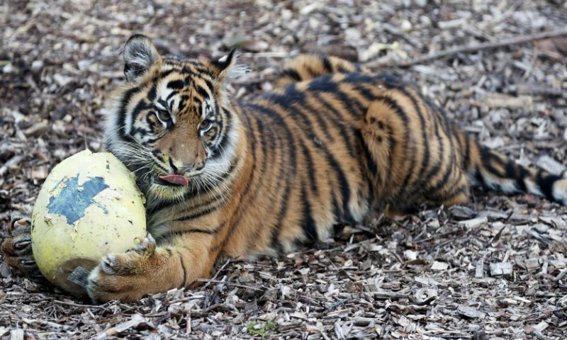 A Sumatran tiger holds a mock Easter egg at London Zoo in London, Britain, April 5, 2023. Animals at London Zoo enjoyed food hidden in mock Easter eggs as a special treat for the upcoming Easter. (Xinhua/Li Ying)