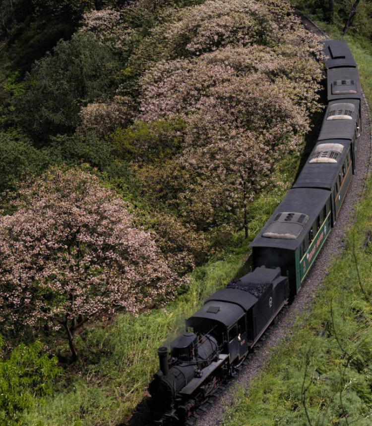 A steam train passes by Liangshuituo station in Jianwei County, Leshan City, southwest China's Sichuan Province, April 9, 2023. (Xinhua/Jiang Hongjing)