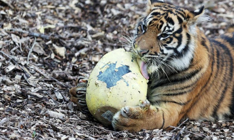 A Sumatran tiger licks a mock Easter egg at London Zoo in London, Britain, April 5, 2023. Animals at London Zoo enjoyed food hidden in mock Easter eggs as a special treat for the upcoming Easter. (Xinhua/Li Ying)