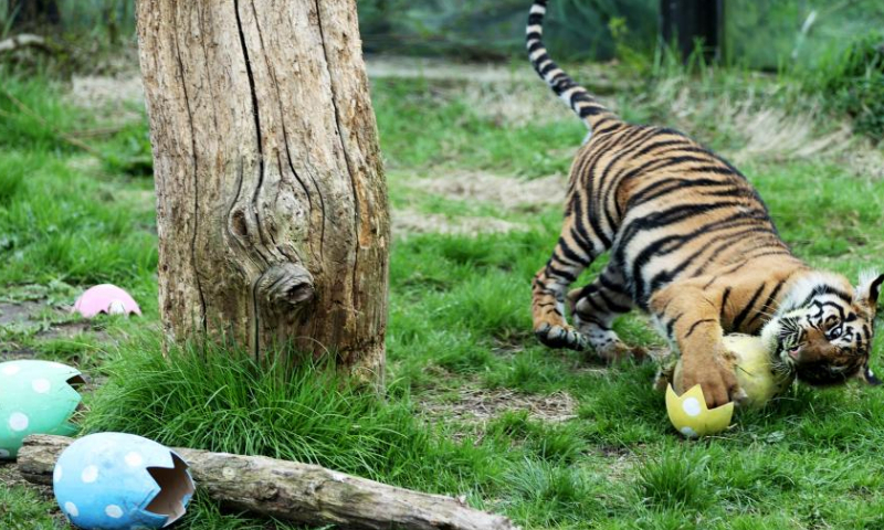 A Sumatran tiger holds a mock Easter egg at London Zoo in London, Britain, April 5, 2023. Animals at London Zoo enjoyed food hidden in mock Easter eggs as a special treat for the upcoming Easter. (Xinhua/Li Ying)