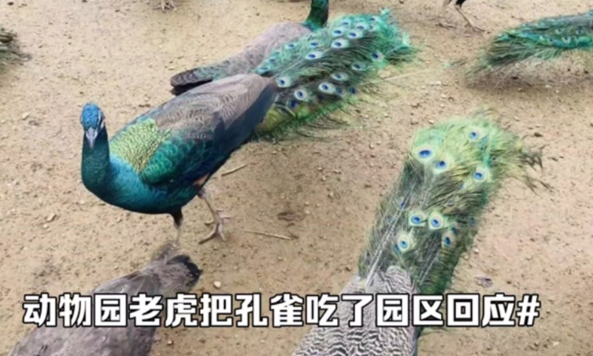 Screenshot of peacocks in the Xixiakou Shendiao Wild Animal Nature Reserve in Weihai