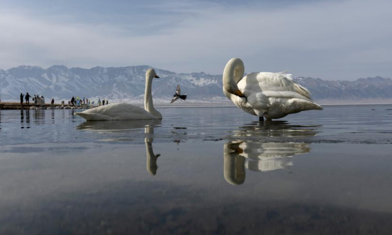 This photo taken on April 6, 2023 shows swans resting in Sayram Lake in Bortala Mongolian Autonomous Prefecture, northwest China's Xinjiang Uygur Autonomous Region. The frozen Sayram Lake in Xinjiang has begun to thaw amid rising temperatures. Surrounded by grasslands and the Tianshan Mountains, the lake attracts lots of tourists every day. (Xinhua/Fei Maohua)