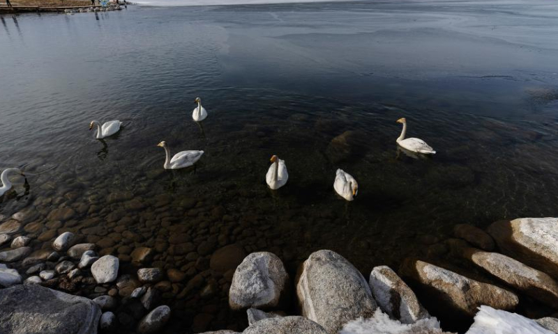 This photo taken on April 6, 2023 shows swans swimming in Sayram Lake in Bortala Mongolian Autonomous Prefecture, northwest China's Xinjiang Uygur Autonomous Region. The frozen Sayram Lake in Xinjiang has begun to thaw amid rising temperatures. Surrounded by grasslands and the Tianshan Mountains, the lake attracts lots of tourists every day. (Xinhua/Fei Maohua)