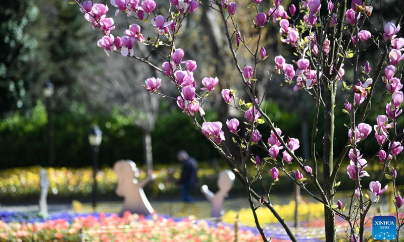 Magnolia flowers in full bloom are pictured at the Emirgan Park in Istanbul, Türkiye, April 8, 2023. (Xinhua/Shadati)