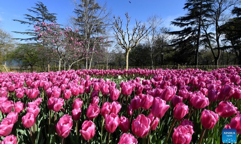 Flowers in full bloom are pictured at the Emirgan Park in Istanbul, Türkiye, April 8, 2023. (Xinhua/Shadati)