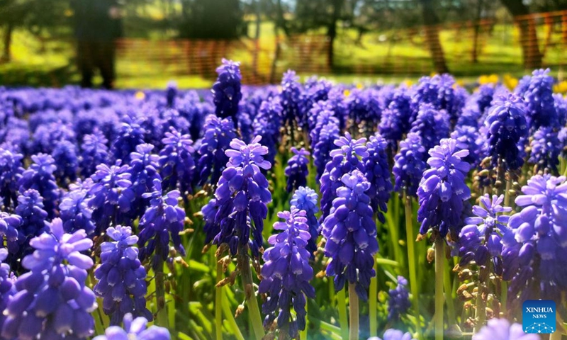 Flowers in full bloom are pictured at the Emirgan Park in Istanbul, Türkiye, April 8, 2023. (Xinhua/Shadati)