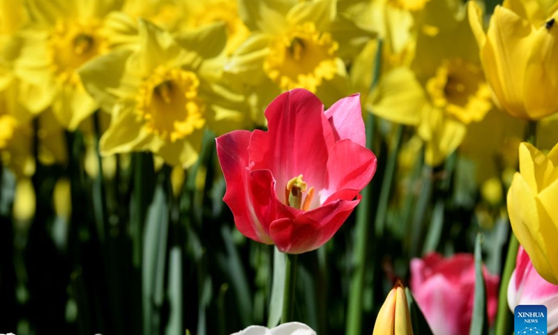 Flowers in full bloom are pictured at the Emirgan Park in Istanbul, Türkiye, April 8, 2023. (Xinhua/Shadati)