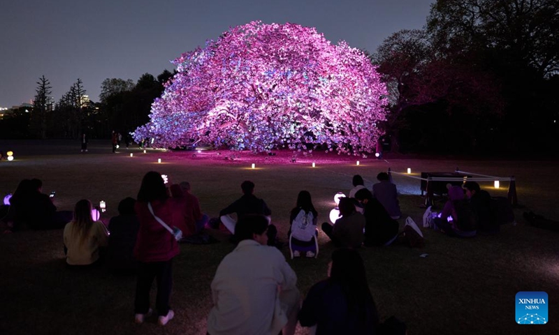 People enjoy the view of illuminated blooming cherry blossoms at the Sakura Night Garden Illumination at Shinjuku Gyoen park in Tokyo, Japan, April 10, 2023.(Photo: Xinhua)