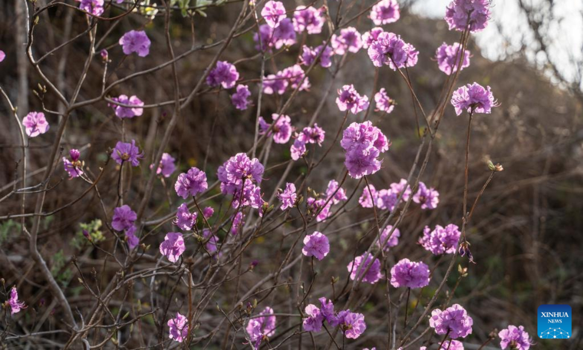 This photo taken on April 27, 2023 shows flowers in Vladivostok, Russia. Photo:Xinhua