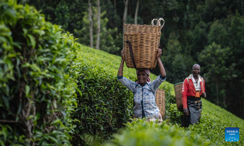 Harvesters collect fresh tea leaves at a tea land near Nairobi, the capital of Kenya on May 4, 2023. (Xinhua/Wang Guansen) 