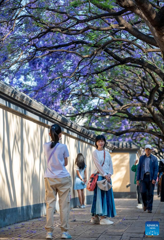 Visitors take photos with jacaranda trees in full bloom in Kunming, southwest China's Yunnan Province, April 22, 2023. (Xinhua/Chen Xinbo)