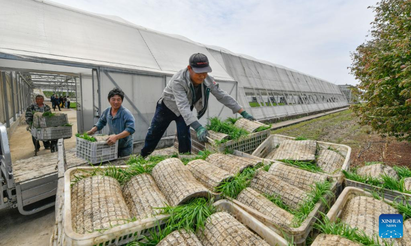 Rice seedlings are loaded onto a vehicle at an agricultural products development and demonstration center in north China's Tianjin, May 5, 2023. (Xinhua/Sun Fanyue)