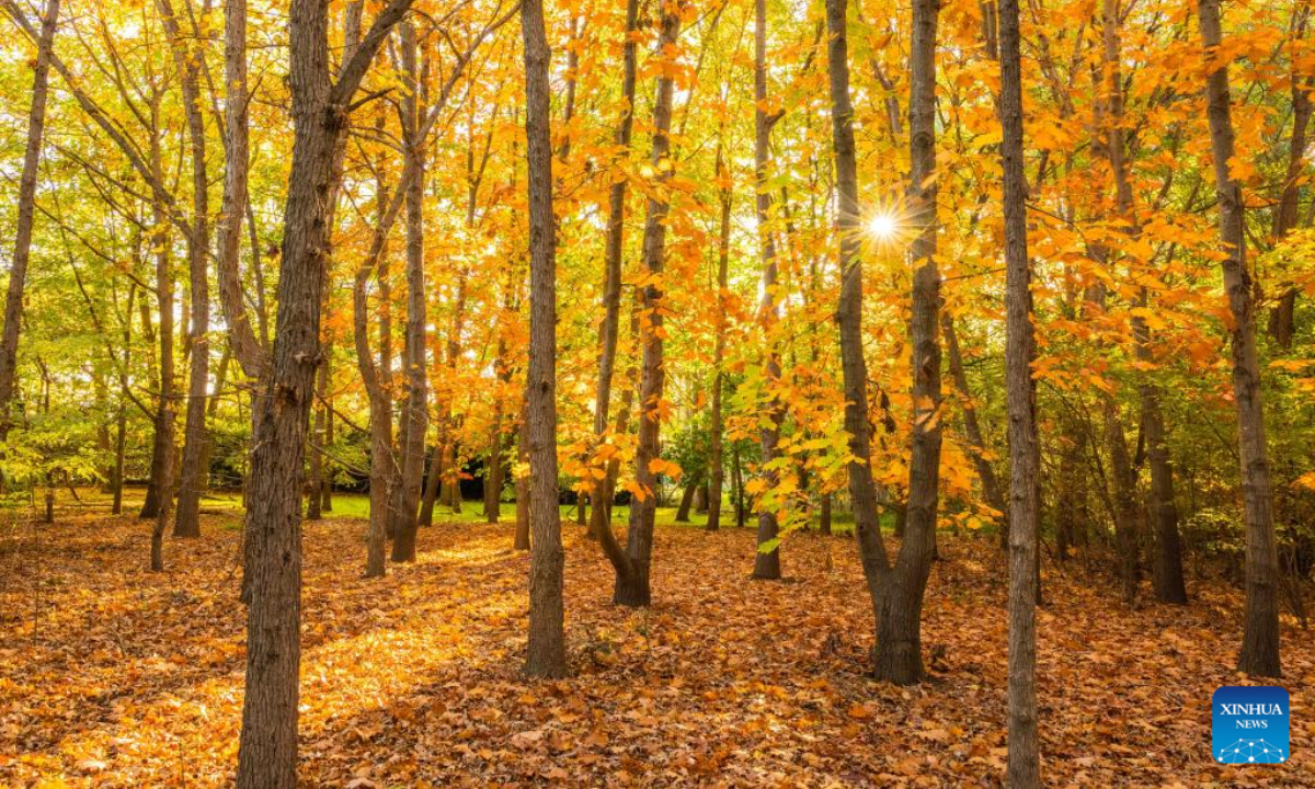 This photo taken on May 5, 2023 shows autumn scenery in a forest in Canberra, Australia. Photo:Xinhua