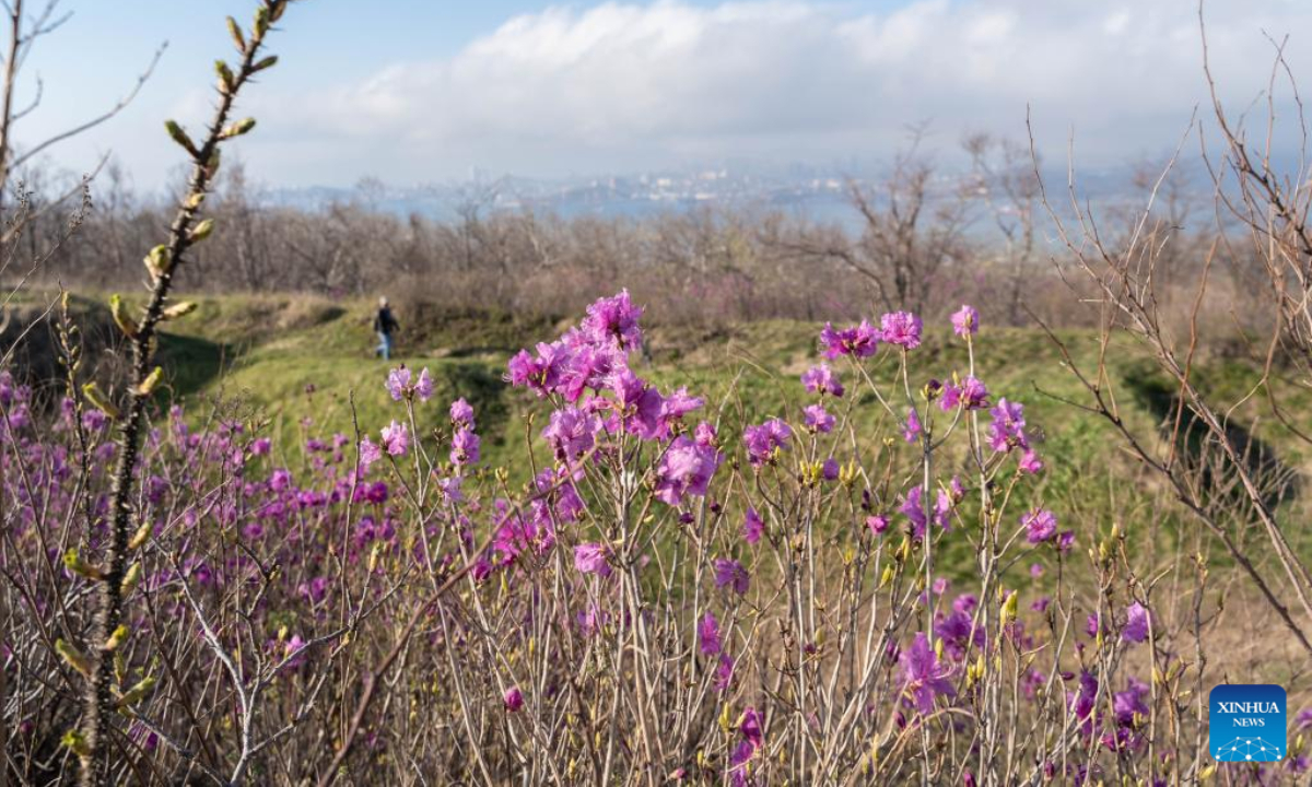 This photo taken on April 27, 2023 shows flowers in Vladivostok, Russia. Photo:Xinhua