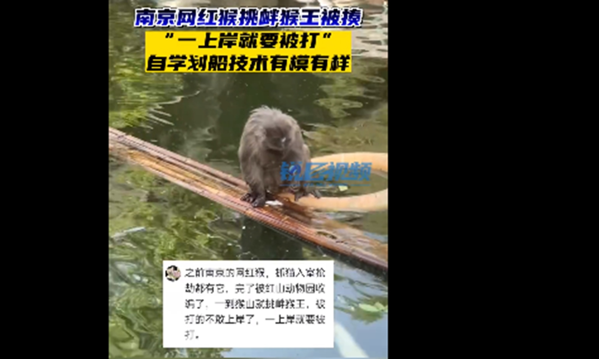 Recently, a visitor at the Hongshan Zoo in Nanjing, East China's Jiangsu Province, met a macaque gliding along on a bamboo raft, making people laugh with the aggrieved expression on its face. Photo: web