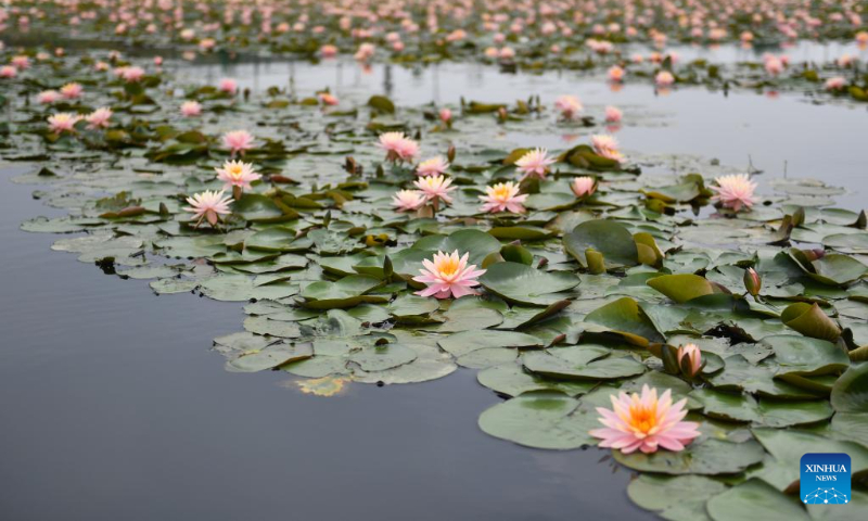 This photo taken on April 20, 2023 shows water lilies at Datong Lake aquatic plants industrial demonstration park in Yiyang, central China's Hunan Province. Datong Lake, covering an area of 124,000 mu (about 8,266 hectares), was once heavily polluted due to disorderly aquaculture development. (Xinhua/Chen Zhenhai)
