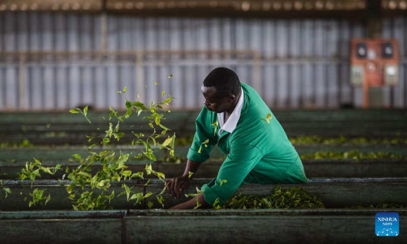 A worker selects tea leaves at a tea factory near Nairobi, the capital of Kenya on May 4, 2023. (Xinhua/Wang Guansen)