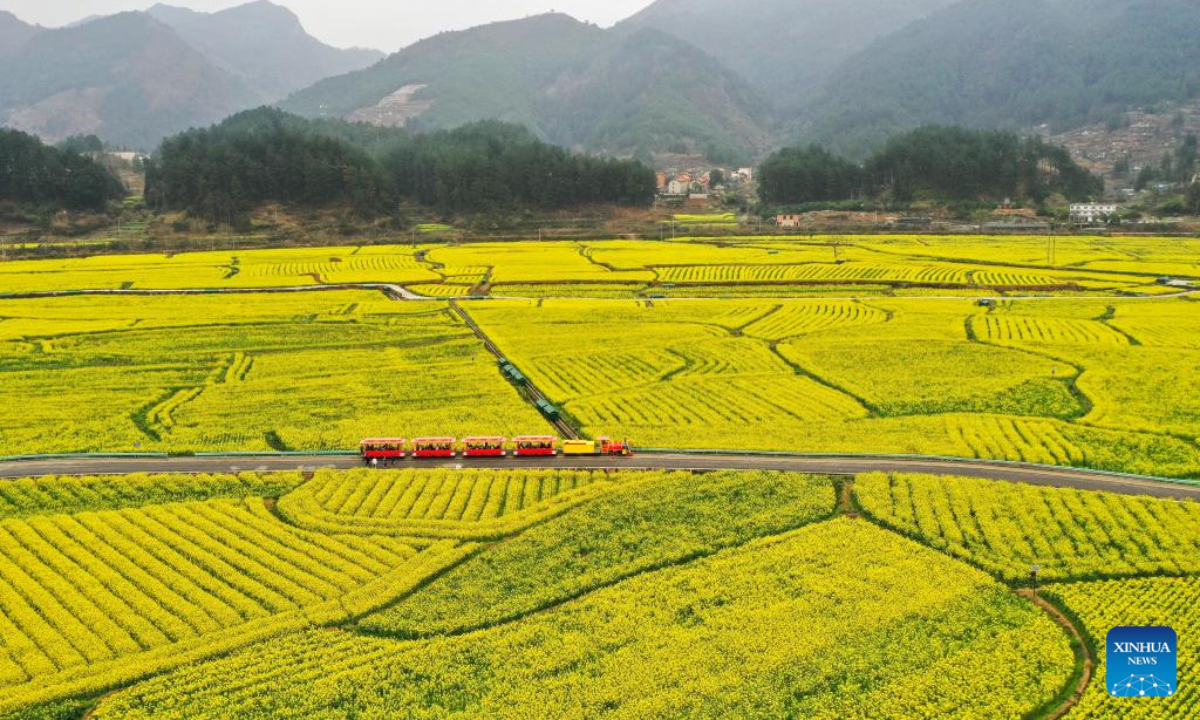 This aerial photo taken on March 12, 2023 shows a cole flower field at a scenic spot in Panjiang Town of Guiding County, southwest China's Guizhou Province. Photo:Xinhua