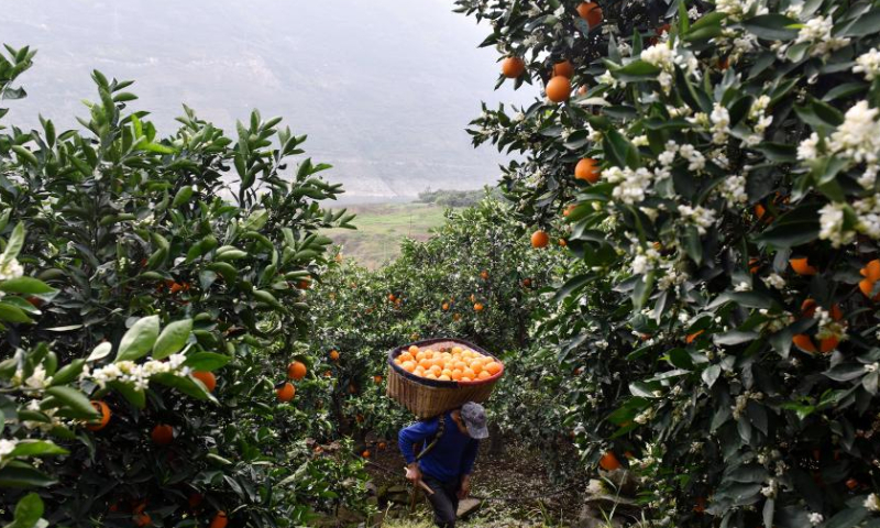 Villagers transport late-maturing navel oranges at Xiangxi Village, Guizhou Township in Zigui County, central China's Hubei Province, April 15, 2023. Zigui County is known for navel orange production. Late-maturing navel oranges have entered the harvest season in the county. (Xinhua/Wang Huifu)  