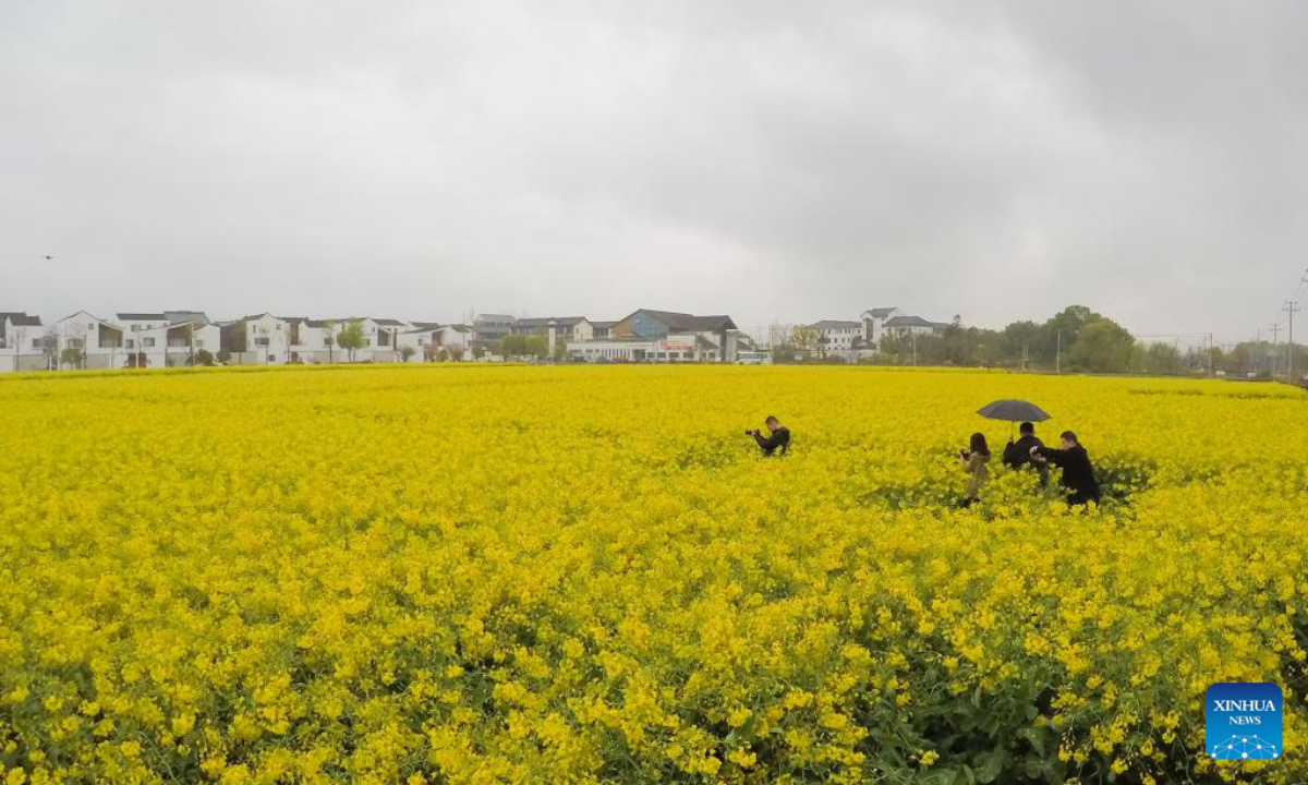 Tourists take photos in a cole flower field in Fuyang District of Hangzhou City, east China's Zhejiang Province, March 30, 2023. Photo:Xinhua