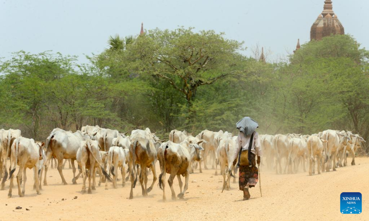 A woman drives a herd of cattle in the ancient city of Bagan, Myanmar, May 4, 2023. Bagan, an ancient city and a UNESCO World Heritage Site, is located in central Myanmar's Mandalay Region. With thousands of ancient Buddhist pagodas, temples and monasteries, the ancient city is one of the top tourist attractions in Myanmar. Photo:Xinhua