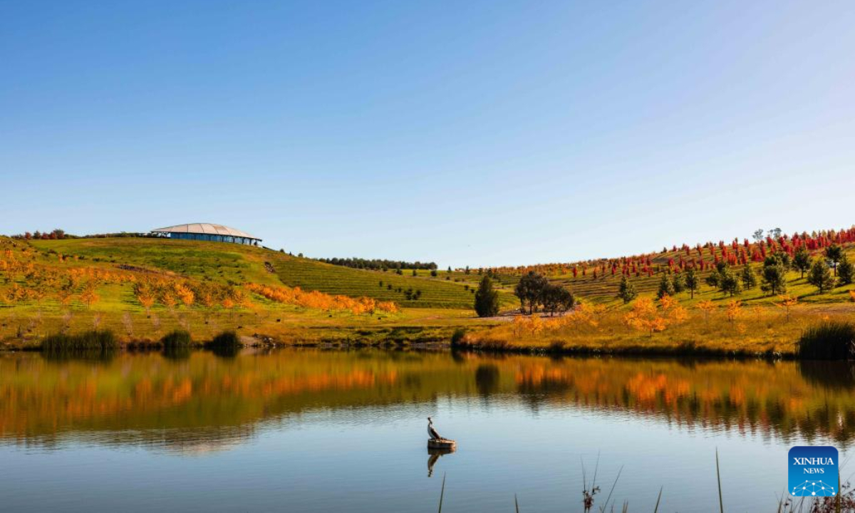 This photo taken on May 6, 2023 shows autumn scenery of the National Arboretum in Canberra, Australia. Photo:Xinhua