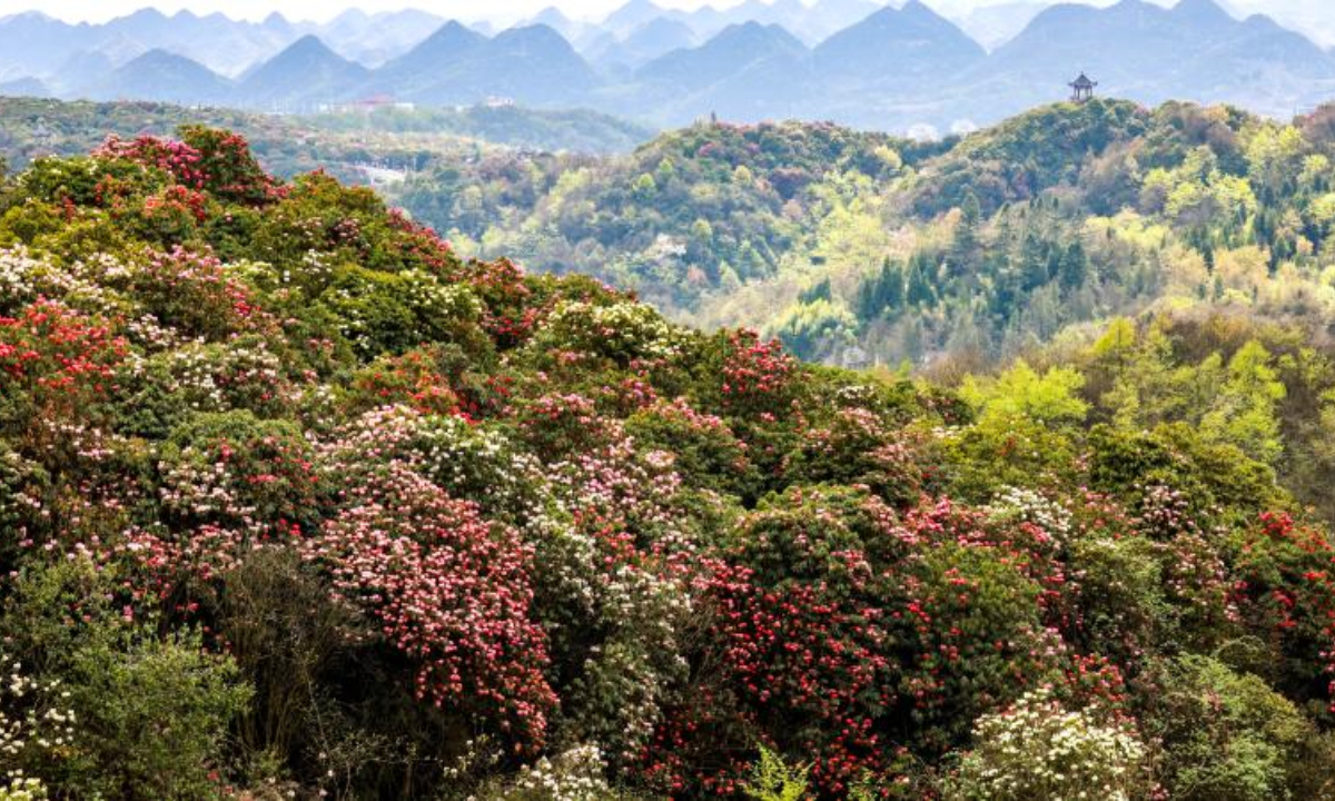 This photo taken on April 3, 2023 shows blooming azaleas at a scenic spot in Bijie City, southwest China's Guizhou Province. Photo:Xinhua