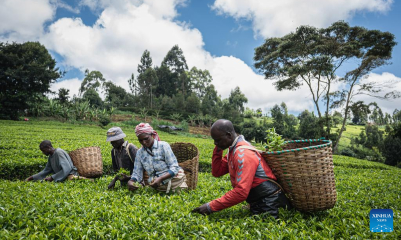 Harvesters collect fresh tea leaves at a tea land near Nairobi, the capital of Kenya on May 4, 2023. (Xinhua/Wang Guansen) 