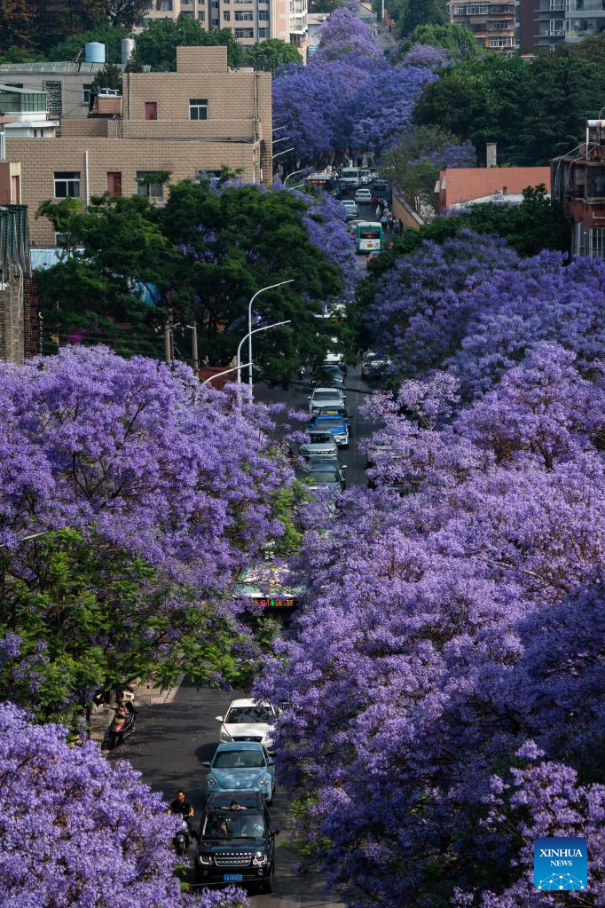 This photo taken on April 22, 2023 shows jacaranda trees in full bloom in Kunming, southwest China's Yunnan Province. (Xinhua/Hu Chao)