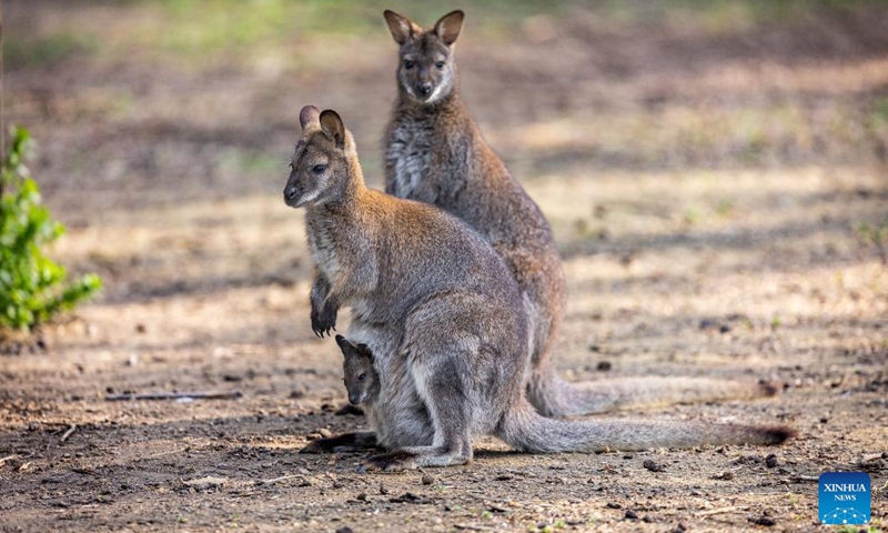 Wallabies are pictured at the Osijek Zoo, in Osijek, Croatia on April 11, 2023.(Photo: Xinhua)