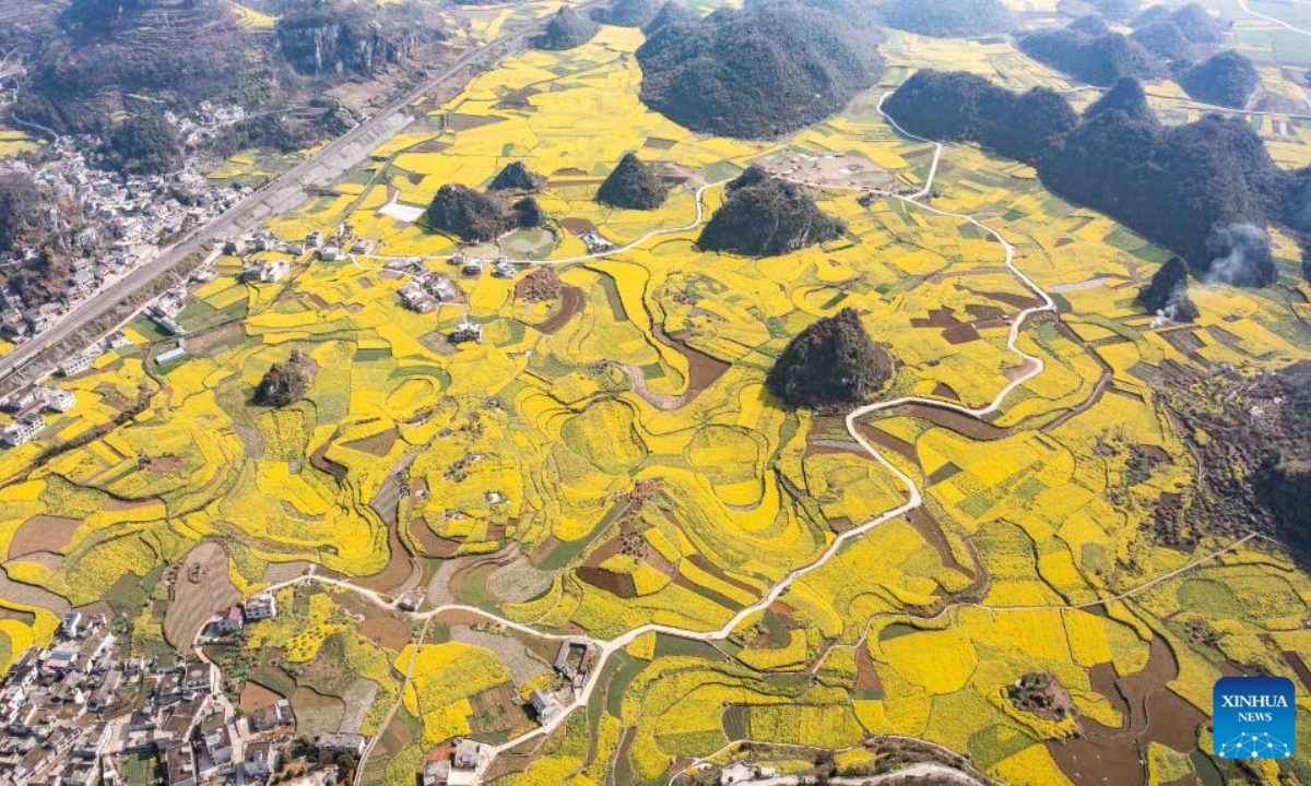 This aerial photo taken on March 9, 2023 shows a cole flower field in Dibo Village of Mugang Town, Liuzhi Special District of Liupanshui, southwest China's Guizhou Province. Photo:Xinhua