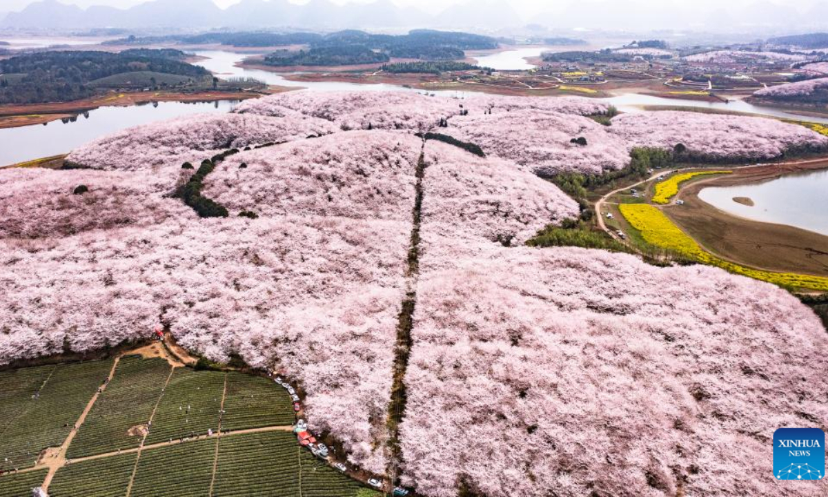 This aerial photo taken on March 21, 2023 shows blooming cherry blossoms at a cherry garden in Guian New Area, southwest China's Guizhou Province. Photo:Xinhua