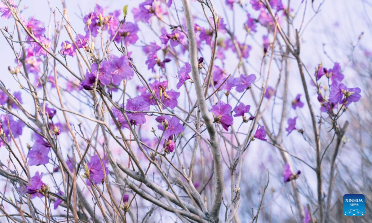 This photo taken on April 27, 2023 shows flowers in Vladivostok, Russia. Photo:Xinhua